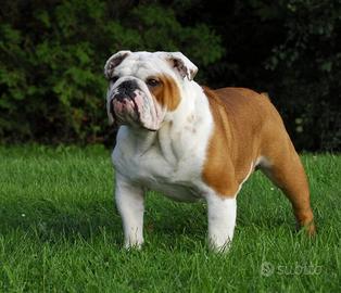 Bulldog inglese