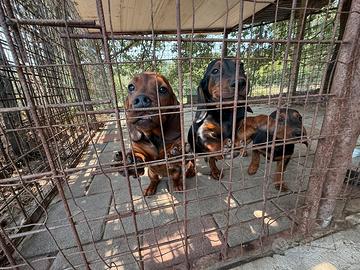 Dachsbracke