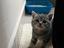 Immagine 4