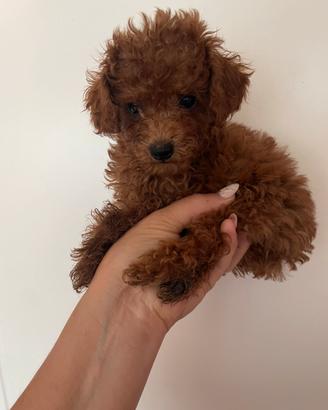 Barboncini cuccioli