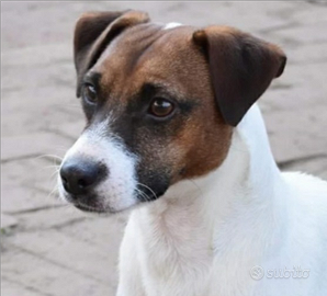 Jack Russel maschio per accoppiamento