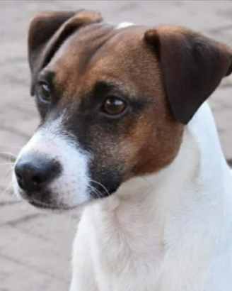 Jack Russel maschio per accoppiamento