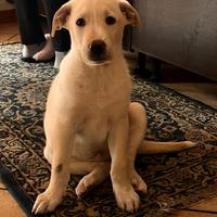 Simba, cucciolo mix labrador in adozione