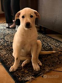 Simba, cucciolo mix labrador in adozione