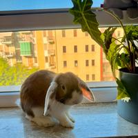 Coniglio ariete nano