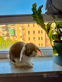 Coniglio ariete nano