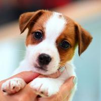 Cucciola jack russell