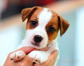 Cucciola jack russell