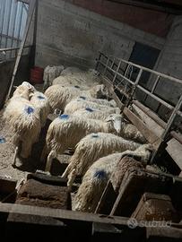 Montoni sardi originali