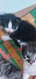 Vendita cuccioli