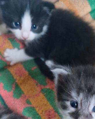 Vendita cuccioli
