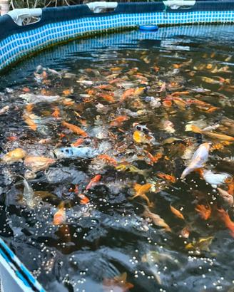 Carpe Koi