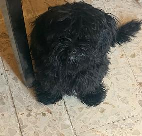 Maltipoo