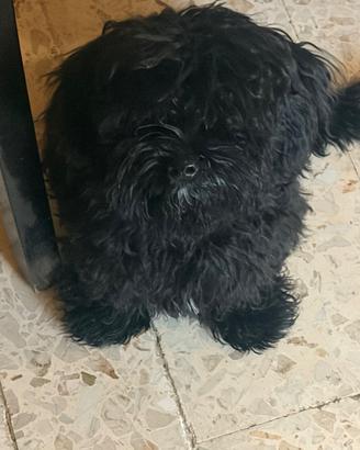 Maltipoo