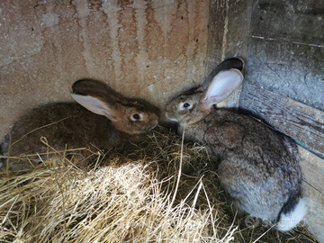 Conigli da carne