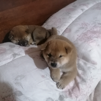 Cuccioli Shiba Inu con Pedigree