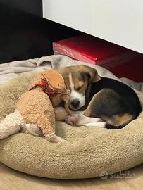 Cucciolo beagle