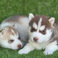 Husky