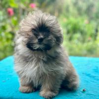 Cuccioli Maltipom - Disponibili Subito a Cesena