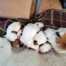 Jack Russell