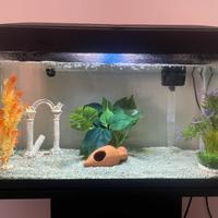 Acquario 60 litri
