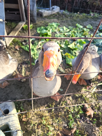 Oche padovane bellissime