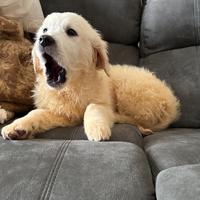 Golden Retriever Cucciolo pedigree Enci