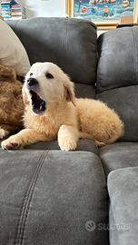 Golden Retriever Cucciolo pedigree Enci