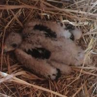 Ultimo pullo poiana di Harris