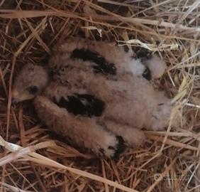 Ultimo pullo poiana di Harris