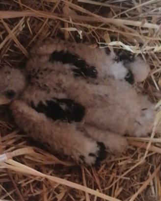 Ultimo pullo poiana di Harris