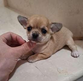 Piccola chihuahua