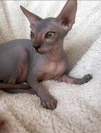 Sphynx femmine