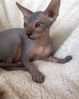 Sphynx femmine