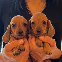 Cuccioli di bassotto nano e kaninchen