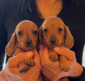 Cuccioli di bassotto nano e kaninchen