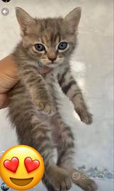 Stupenda gattina da adottare