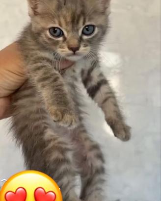 Stupenda gattina da adottare