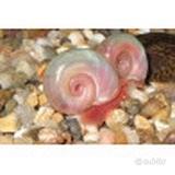 PLANORBARIUS CORNEUS PINK, ROSA