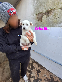 Dolce cucciola tre mesi mix labrador/maremmano