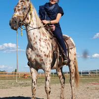 Castrone Appaloosa