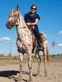 Castrone Appaloosa