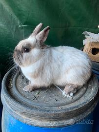 Coniglio nano