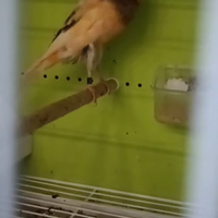 Canarino York maschio 2025