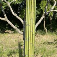 Canne di bambu (varie dimensioni)