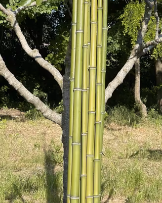 Canne di bambu (varie dimensioni)