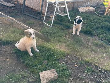 2 cuccioli trovatelli