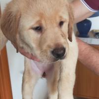 Vendesi cucciola di labrador