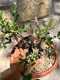 Pre bonsai olivo yamaodri