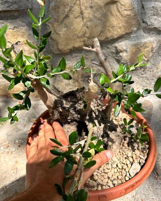 Pre bonsai olivo yamaodri